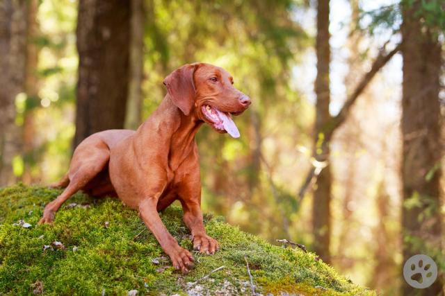 Vizsla pedigree hot sale